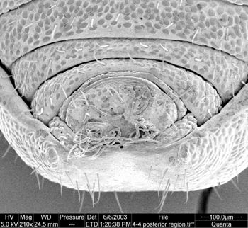 Media type: image;   Invertebrate Zoology 134639